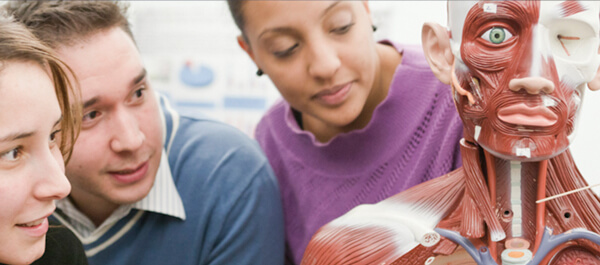 Students studying a mannequin of the human body