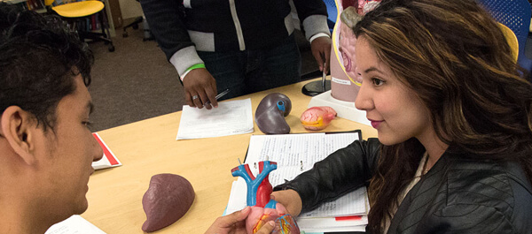 Licensed Practical Nursing Certificate: Students studying Cardiovascular system