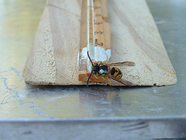 German yellow-jacket wasp