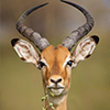 Jetmir Troshani Showcases Love of Wildlife in ‘Naturescapes’ Exhibit
