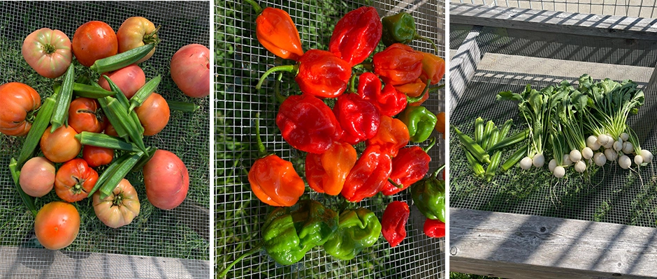 Vegetables from the farm